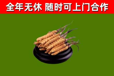 嘉义县回收冬虫夏草